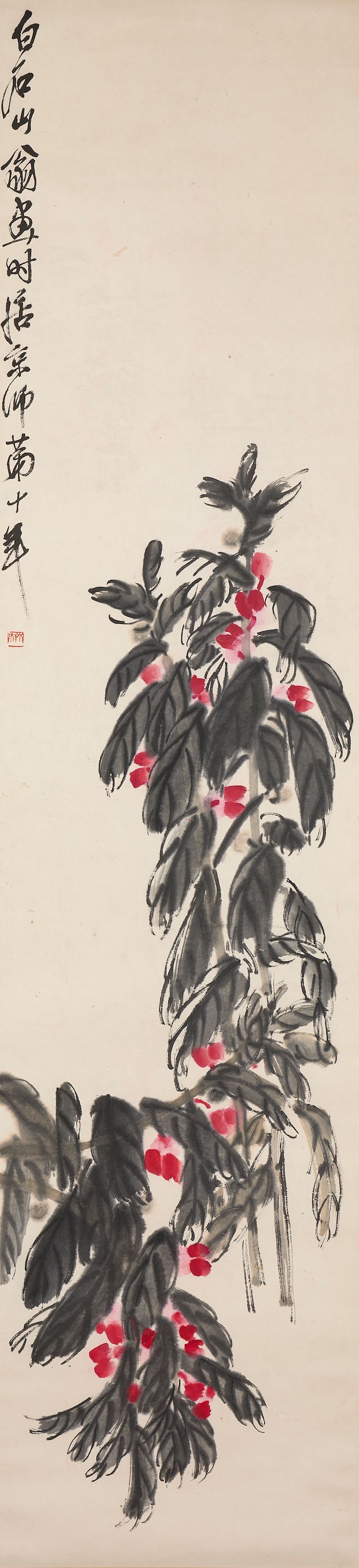 Begonia